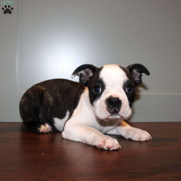 Danika, Boston Terrier Puppy